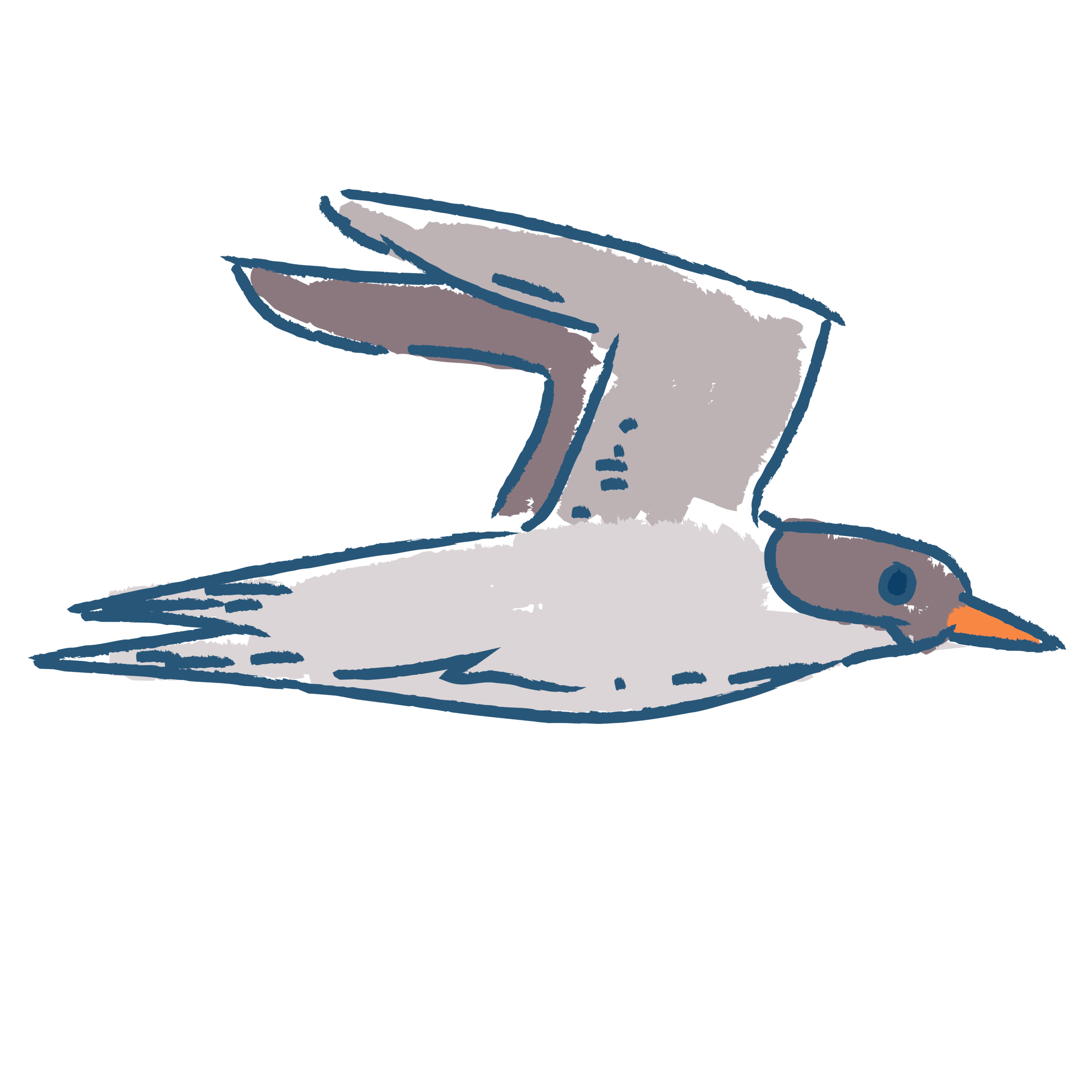 flying gull